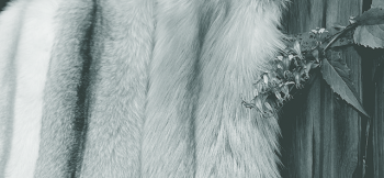 FashionFinFur | Fox pelts for sale from the Finnish countryside